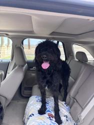 Found/Stray Unknown Dog last seen Near Quincy Ave, Lubbock, TX 79424