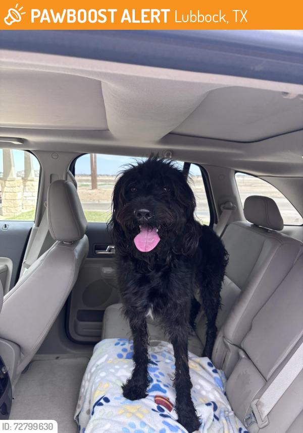 Found/Stray Unknown Dog last seen Near Quincy Ave, Lubbock, TX 79424