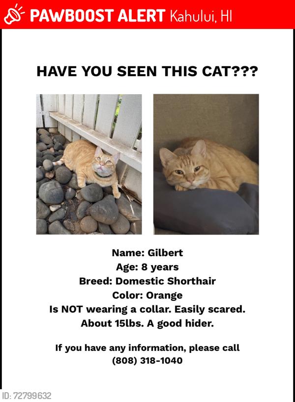 Lost Male Cat last seen Hoku Puhipaka/S Kamehameha Ave, Kahului, HI 96732