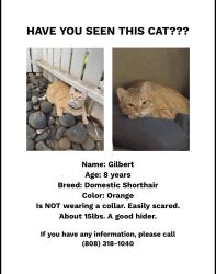 Lost Male Cat last seen Hoku Puhipaka/S Kamehameha Ave, Kahului, HI 96732
