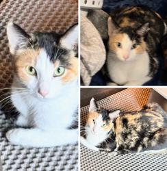 Lost Female Cat last seen Cross and cottonwood, Woodland, CA 95695