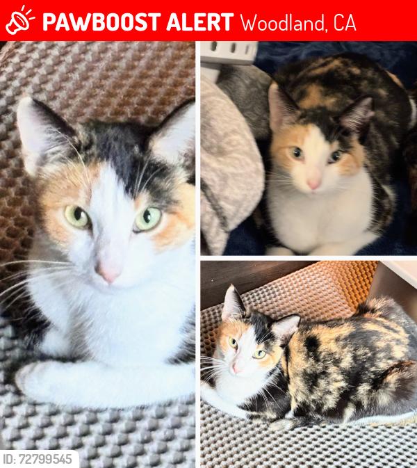 Lost Female Cat last seen Cross and cottonwood, Woodland, CA 95695