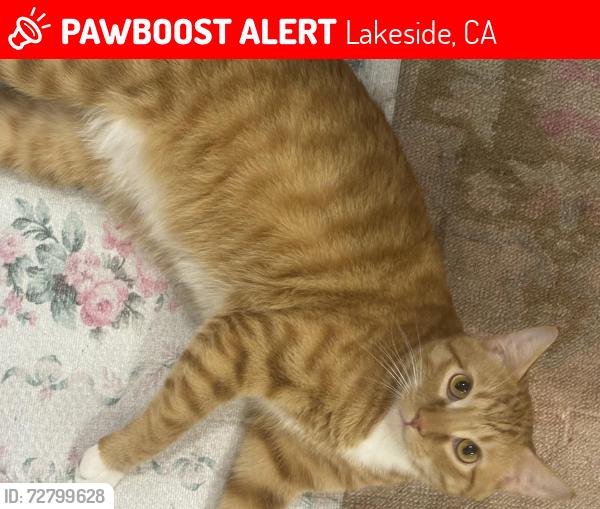 Lost Male Cat last seen Near highway 67, Rocket gas station, Lakeside, CA 92040