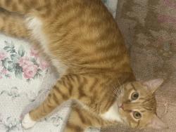 Lost Male Cat last seen Near highway 67, Rocket gas station, Lakeside, CA 92040