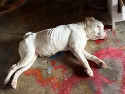 Found/Stray Female Dog last seen Mustang vally  subdivision, San Antonio, TX 78244