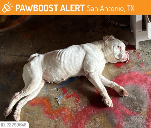 Found/Stray Female Dog last seen Mustang vally  subdivision, San Antonio, TX 78244