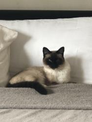 Found/Stray Female Cat last seen 190th street, Seattle, WA 98155