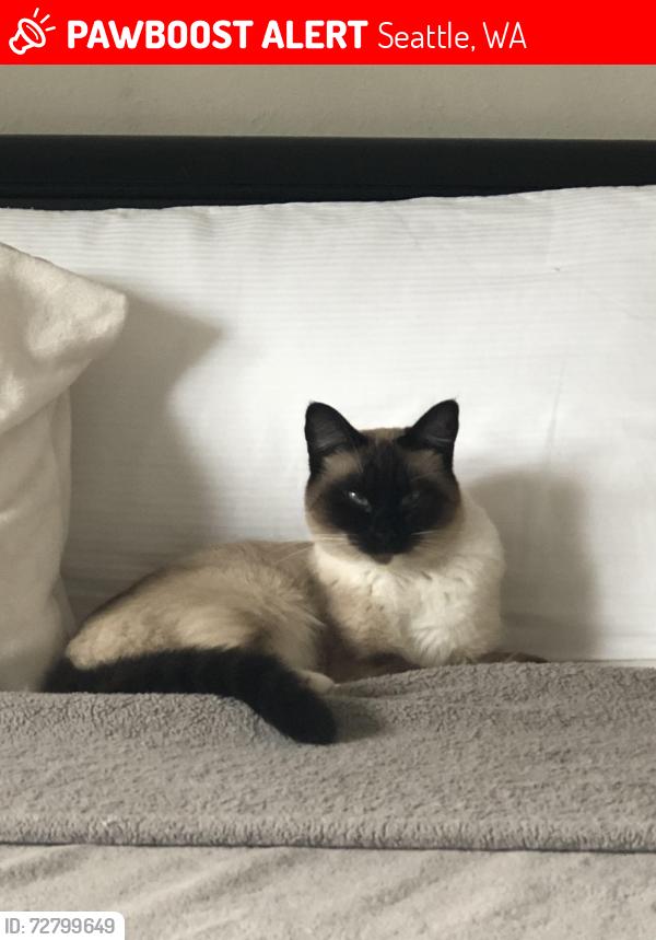 Found/Stray Female Cat last seen 190th street, Seattle, WA 98155