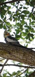 Found/Stray Male Bird last seen big tree on the hse by front of the school, Miami, FL 33165