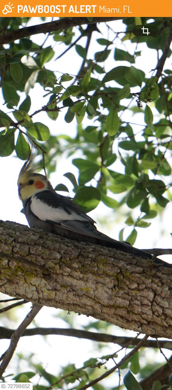 Found/Stray Male Bird last seen big tree on the hse by front of the school, Miami, FL 33165