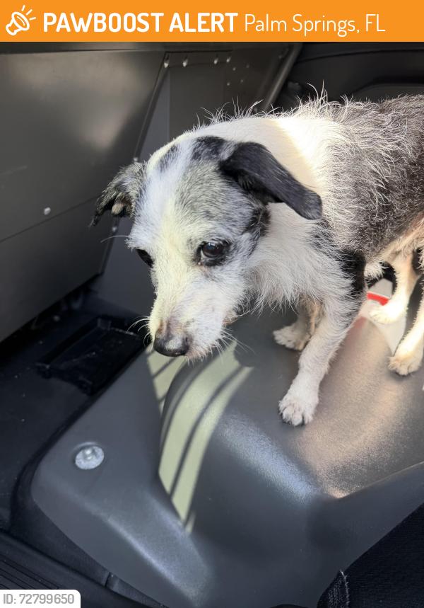 Found/Stray Male Dog last seen Animal Care and Control , Palm Springs, FL 33461