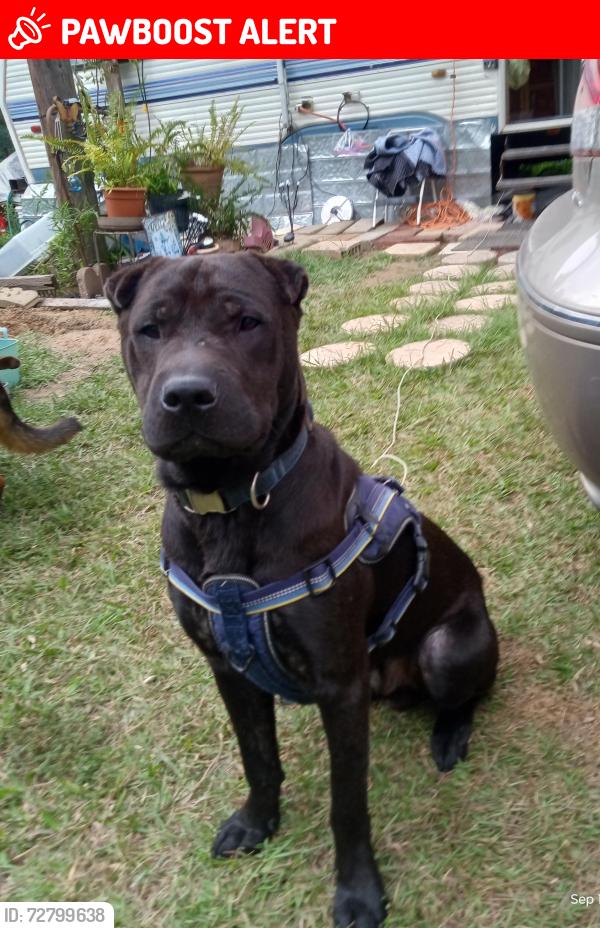 Lost Male Dog last seen Gravel Pit Rd, Hwy 014,Hwy 364, Jefferson County, AR 71602