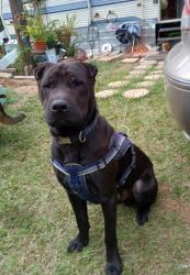 Lost Male Dog last seen Gravel Pit Rd, Hwy 014,Hwy 364, Jefferson County, AR 71602