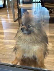 Found/Stray Unknown Dog last seen 9th Street , Oxnard, CA 93035