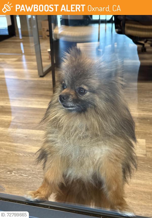 Found/Stray Unknown Dog last seen 9th Street , Oxnard, CA 93035