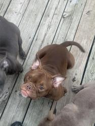 Lost Female Dog last seen Hilltonia elementary , Columbus, OH 43223