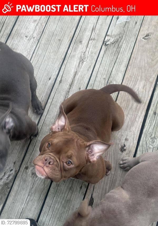 Lost Female Dog last seen Hilltonia elementary, Columbus, OH 43223