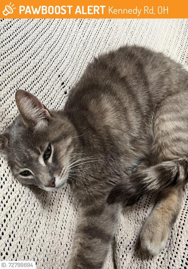 Found/Stray Female Cat last seen Kennedy Road and Waggoner Rd, Kennedy Rd, OH 43004