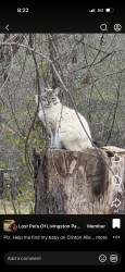 Lost Female Cat last seen Near Clinton Allen rd. Denham springs, Denham Springs, LA 70706