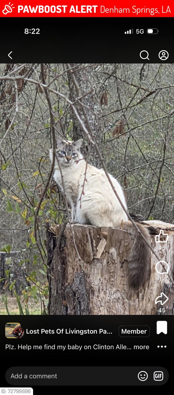 Lost Female Cat last seen Near Clinton Allen rd. Denham springs, Denham Springs, LA 70706