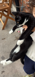 Lost Unknown Cat last seen Clifton vale, Hotwell rd, Hotwells, England BS8 4SP