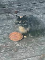 Found/Stray Female Cat last seen Leafycreek Dr, north Chesterfield, VA, Chesterfield County, VA 23237