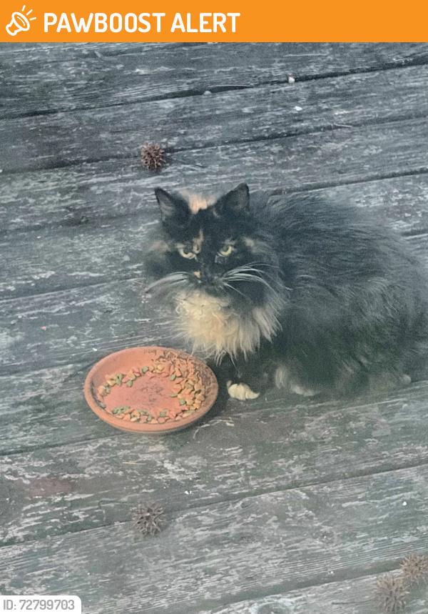 Found/Stray Female Cat last seen Leafycreek Dr, north Chesterfield, VA, Chesterfield County, VA 23237