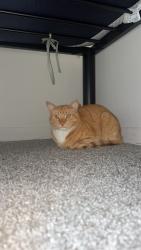 Found/Stray Male Cat last seen The Mill apmts, Harrisonburg, VA 22801