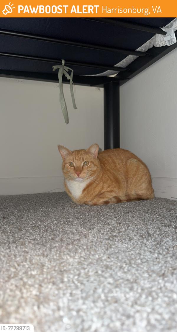 Found/Stray Male Cat last seen The Mill apmts, Harrisonburg, VA 22801