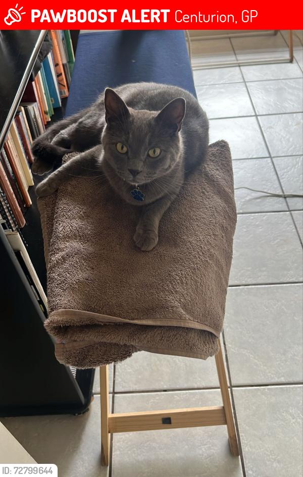 Lost Male Cat last seen Highveld, Centurion , Centurion, GP 0157