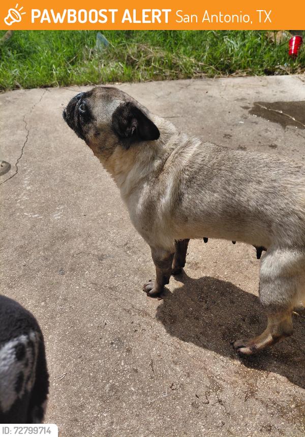 Found/Stray Female Dog last seen Idk, San Antonio, TX 78250