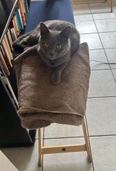Lost Male Cat last seen Highveld, Centurion , Centurion, GP 0157