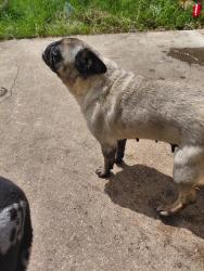 Found/Stray Female Dog last seen Idk, San Antonio, TX 78250