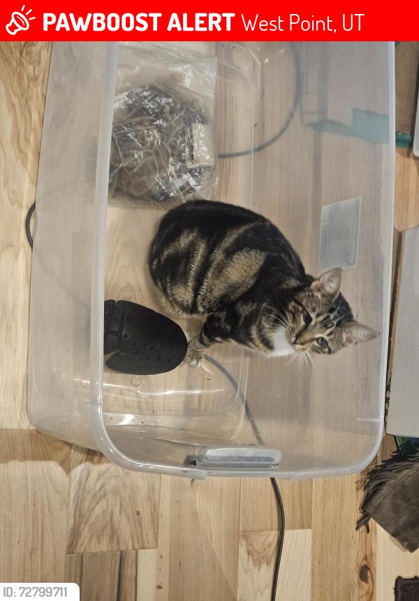 Lost Male Cat last seen Near W and 800 N, West Point, UT 84015