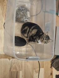 Lost Male Cat last seen Near W and 800 N, West Point, UT 84015