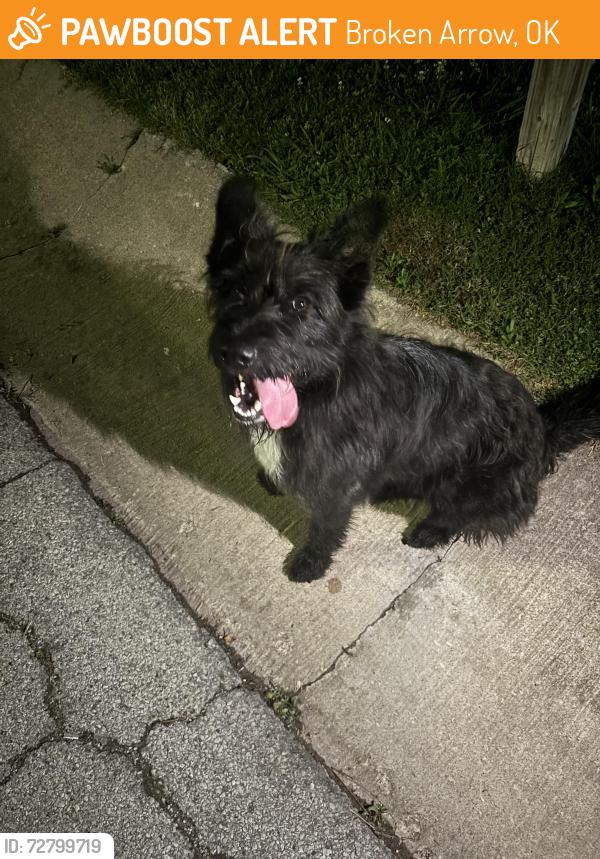 Found/Stray Female Dog last seen S 117th Pl Broken Arrow, OK  74012 United States, Broken Arrow, OK 74012