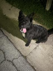 Found/Stray Female Dog last seen S 117th Pl Broken Arrow, OK  74012 United States, Broken Arrow, OK 74012