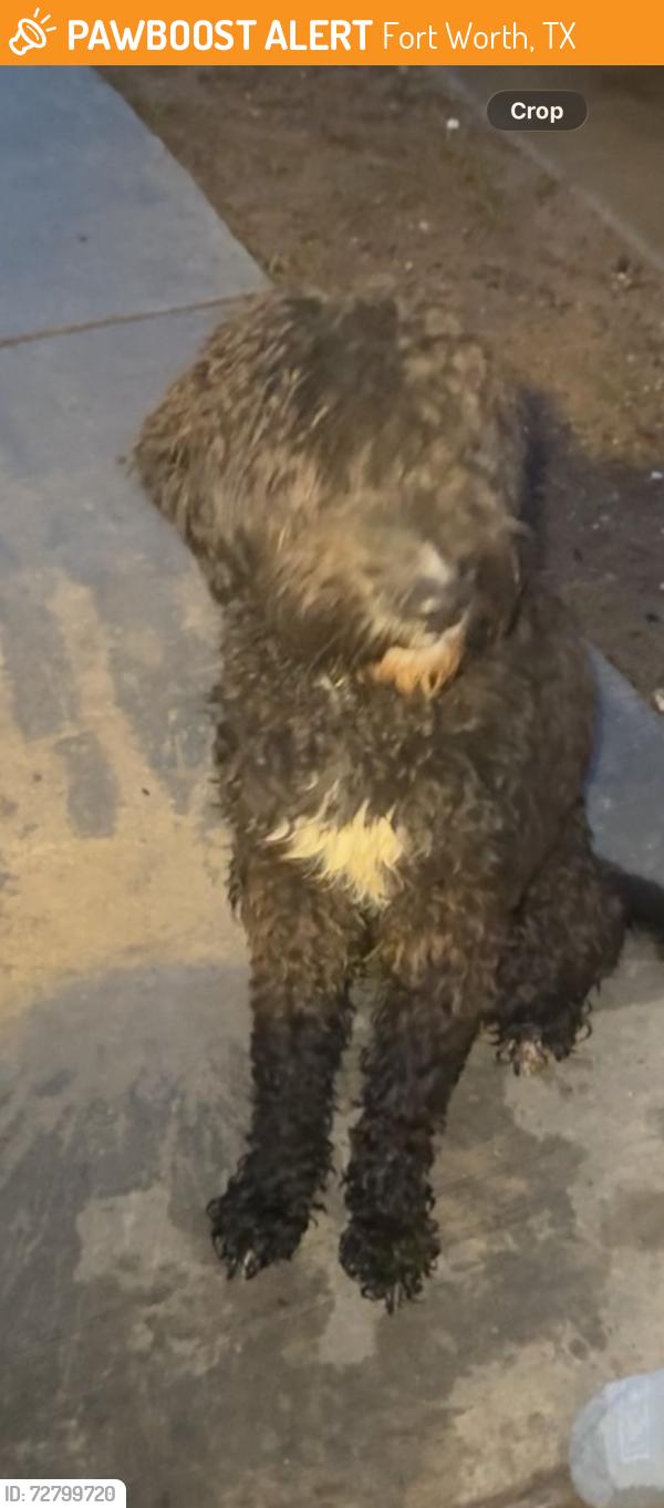 Found/Stray Unknown Dog last seen Vista heights blvd & chapel creek , Fort Worth, TX 76108