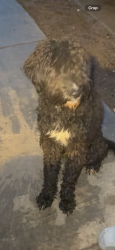 Found/Stray Unknown Dog last seen Vista heights blvd & chapel creek , Fort Worth, TX 76108