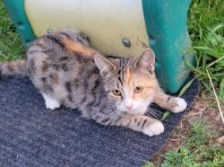 Lost Female Cat last seen Edra and Olive st., Baldwin Park, CA 91706