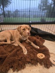 Found/Stray Male Dog last seen The Hollows Lago Vista, Lago Vista, TX 78645