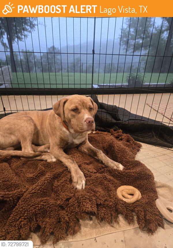 Found/Stray Male Dog last seen The Hollows Lago Vista, Lago Vista, TX 78645
