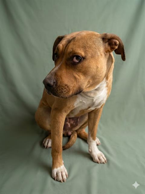 Shelter Stray Female Dog last seen GOLD STAR FAMILY PKWY, Jacksonville, FL 32204