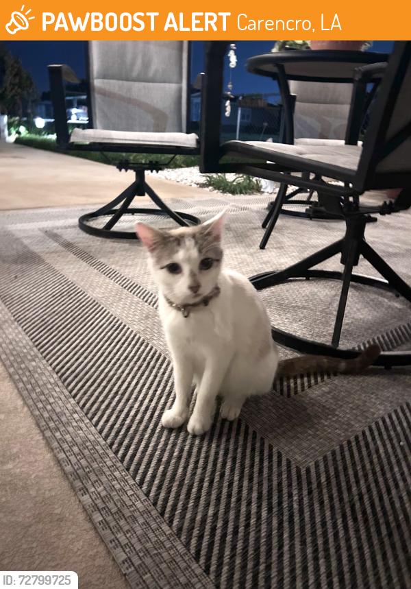 Found/Stray Female Cat last seen Cankton Rd, Carencro, LA, Carencro, LA 70520