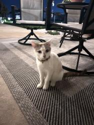 Found/Stray Female Cat last seen Cankton Rd, Carencro, LA, Carencro, LA 70520