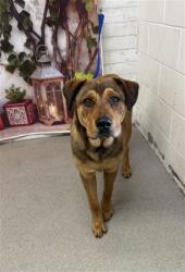 Shelter Stray Male Dog last seen Near BLOCK HIGHLAND AVE, San Bernardino, CA 92401