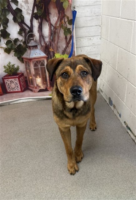 Shelter Stray Male Dog last seen Near BLOCK HIGHLAND AVE, San Bernardino, CA 92401