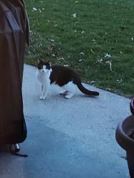 Found/Stray Unknown Cat last seen Roseann Drive and 288th, Toledo, OH 43611