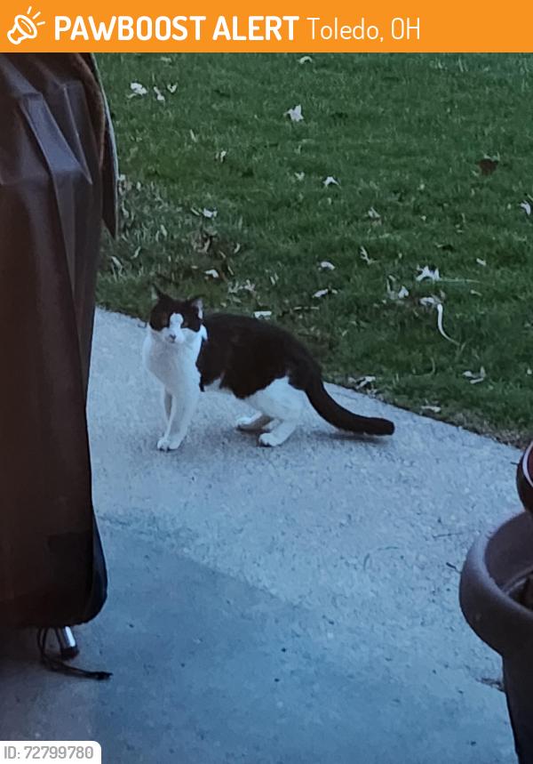 Found/Stray Unknown Cat last seen Roseann Drive and 288th, Toledo, OH 43611