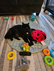 Lost Male Cat last seen Whitford Neighborhood, Garden Home-Whitford, OR 97223